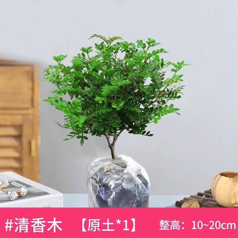 狄古 正宗清香胡椒木盆栽 3年清香胡椒木中苗 原土无盆 +肥料 3.26元（需用