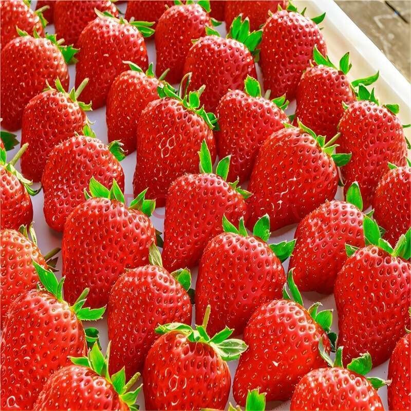 PLUS会员：京觅 丹东99红颜奶油草莓水果生鲜大果 2斤 装 单果20-30g 源头直发 