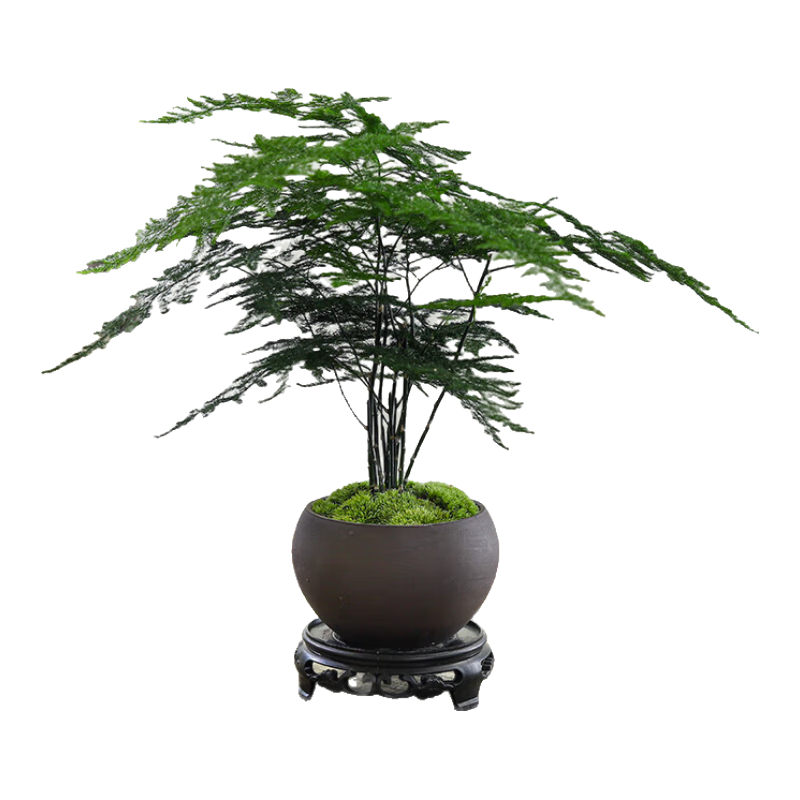 八芽 文竹盆栽植物室内客厅中式禅意盆景好养绿植办公室摆件创意花卉 禅