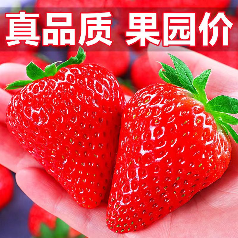 花音谷 红颜99草莓 特大果5斤装 单果30-50g 67.8元（需用券）