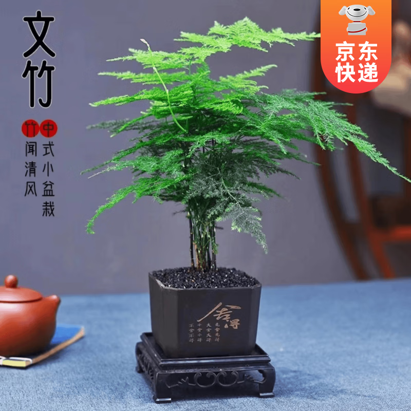 开时果 KaiShiguo Plants 文竹盆栽 舍得塑料盆+黑石+底座 12.9元