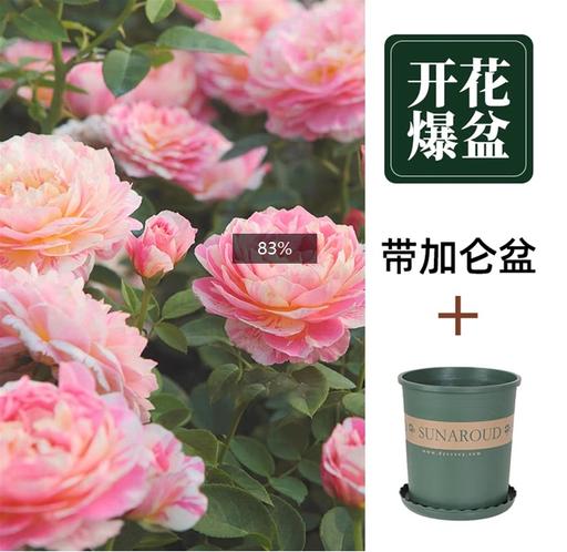 京云梦 开花爆盆月季7种任选+加仑盆 14.8元(需用券)