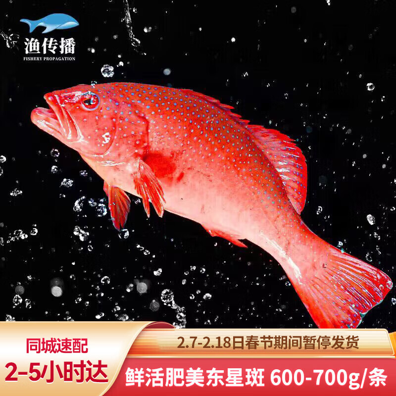 渔传播 同城速配 海南鲜活红东星斑 600-700g/条 海鲜活鱼 309元