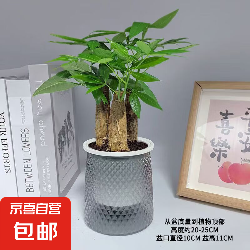 三杆发财树 5-8cm【繁星吸水盆】 【送肥料】 4.85元