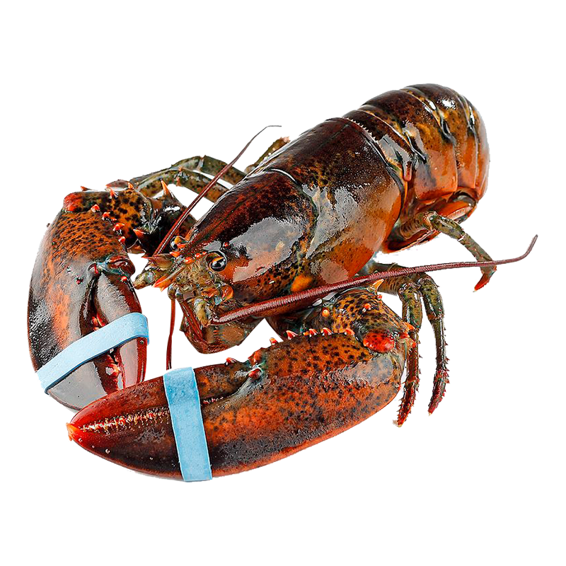 渔游记 生鲜食品活冷冻波士顿龙虾1kg/2只中秋年货节海鲜加拿大波龙 129.9元