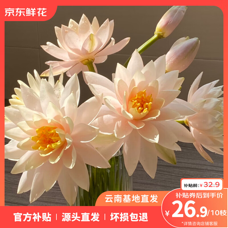 京东鲜花 奶油香槟睡莲10枝鲜切花夏日 21.57元（需用券）
