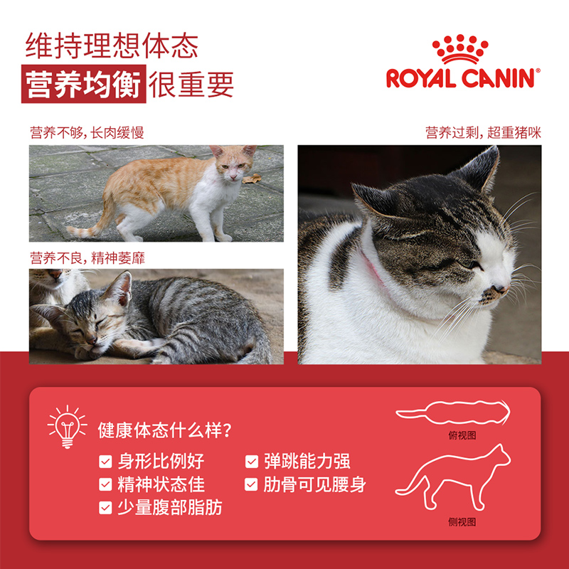 ROYAL CANIN 皇家 猫粮F32营养成猫全价粮6.5kg中包装尝鲜英短美短布偶通用猫粮 