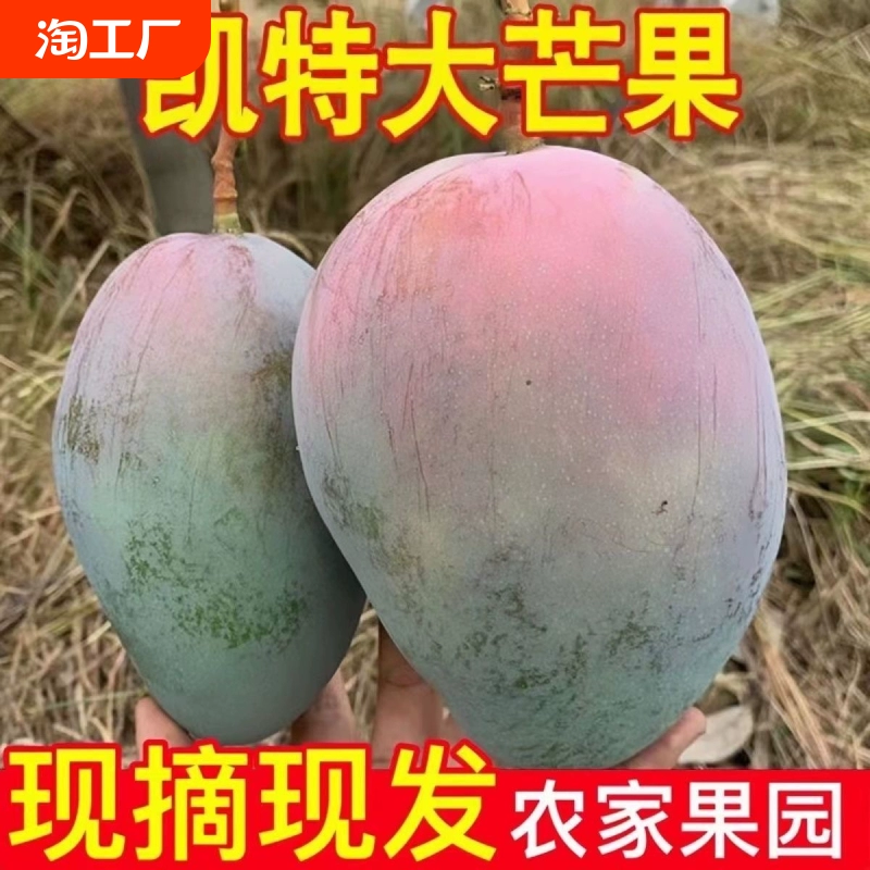 四川攀枝花凯特芒果3/5/9斤彩虹芒新鲜水果包邮大果特大巨无霸 ￥15.1