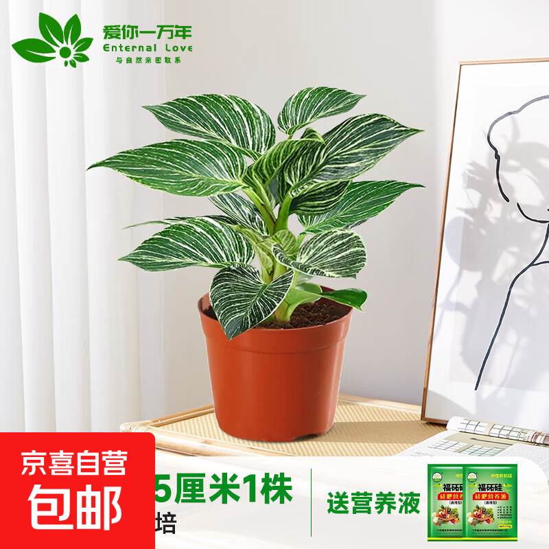 水培铂金钻25厘米1株+营养液可水培/土培 含盆 7.56元(需领券)