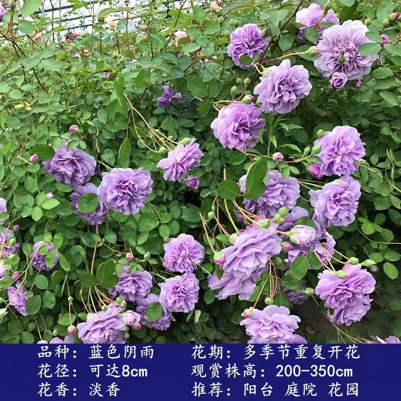 others 其他 蔷薇花苗藤本月季特大花树庭院爬藤植物阳台花卉玫瑰盆栽四季