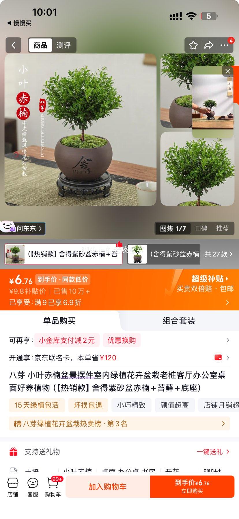 八芽 小叶赤楠盆景 舍得紫砂盆赤楠+苔藓+底座 6.76元 包邮 - 86线报 八芽 小叶赤楠盆景 舍得紫砂盆赤楠+苔藓+底座 6.76元 包邮 - 86线报
