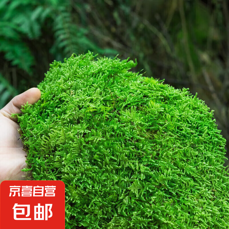 花梦花 柯必达 青苔藓 微景观植物盆景 15*8cm 大灰藓 2盒 0.68元(需买2件,需用券)