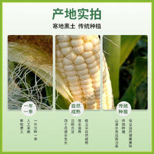 2023黄糯玉米东北玉米新鲜糯玉米黏玉米甜糯玉米真空装鲜食玉米 13.9元（需