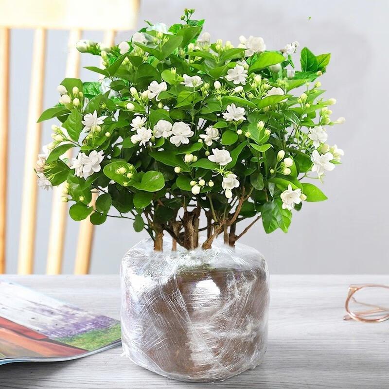 种花迷 茉莉花苗盆栽带花苞花卉植物室内驱蚊栀子水培好养绿植九里香四季 带花茉莉6年苗5株无盆加肥料 3.99元