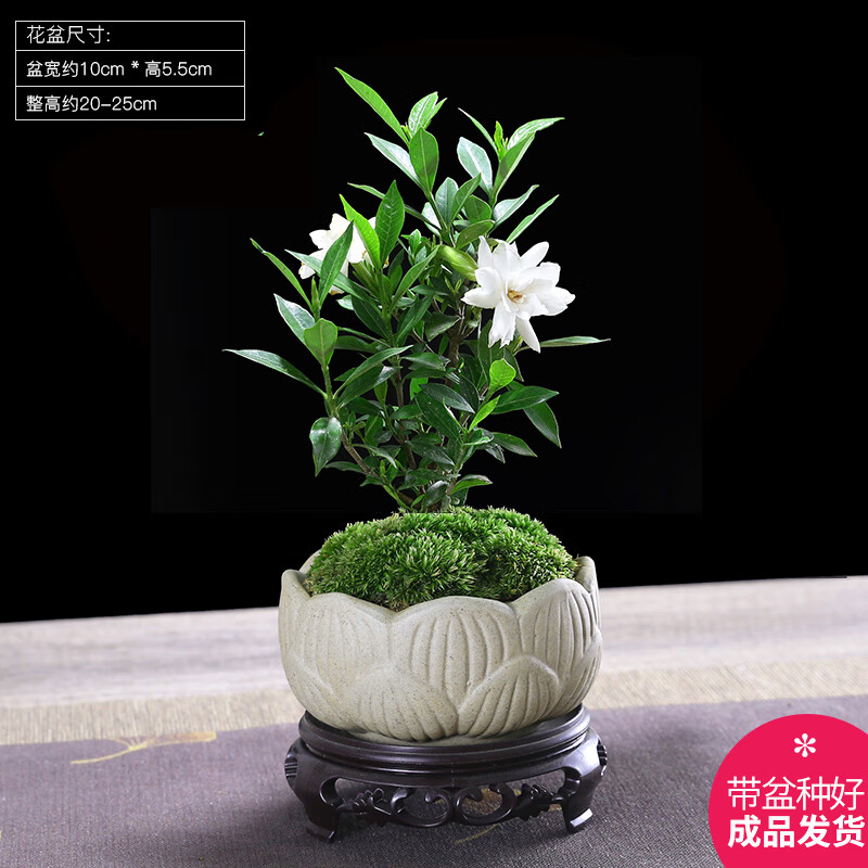 幼薇 小叶栀子花+莲花盆+圆形底盘 带盆栽好 13.9元（需用券）