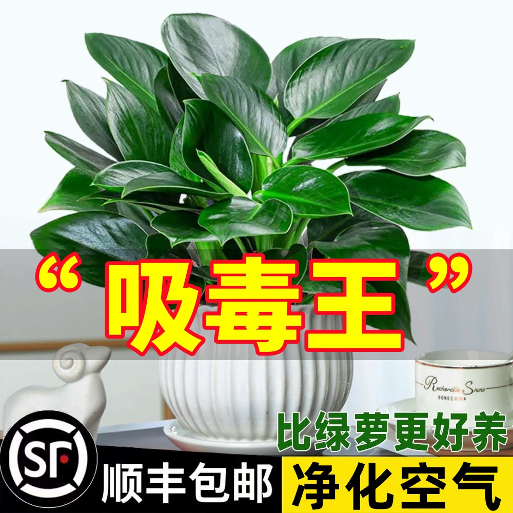 欧根庭 金钻盆栽植物铂金钻绿萝箩水培大叶绿植多肉办公室内懒人好养花卉