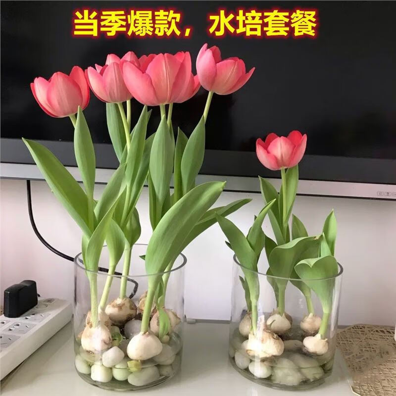 荷兰进口重瓣郁金香花卉5度大种球百合室内外植物盆栽1个随机颜色 1.3元（