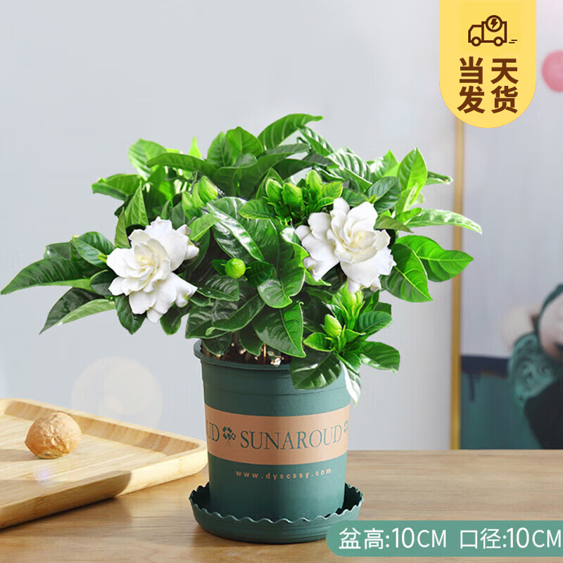 开时果 栀子花盆栽 加仑盆 90杯 带花苞 6.8元(叠加省钱卡满2.1减2 4.8元入手)