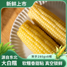 天地粮人 东北白糯鲜食玉米真空包装280g（均重）*8根粗粮软糯香甜 21.9元（