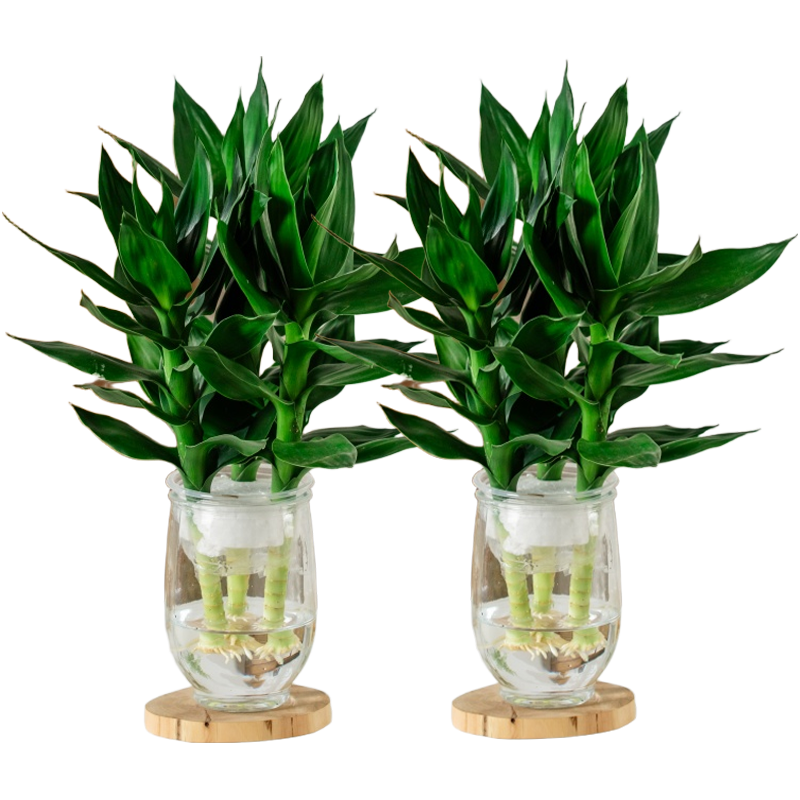 移动端、京东百亿补贴：植导引力 观音竹水培绿植室内净化空气植物耐摆小