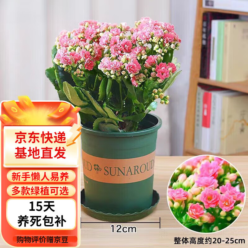 欧芽 长寿花绿植观花室内盆栽 长寿花粉色+0.5塑料加仑盆 7.9元