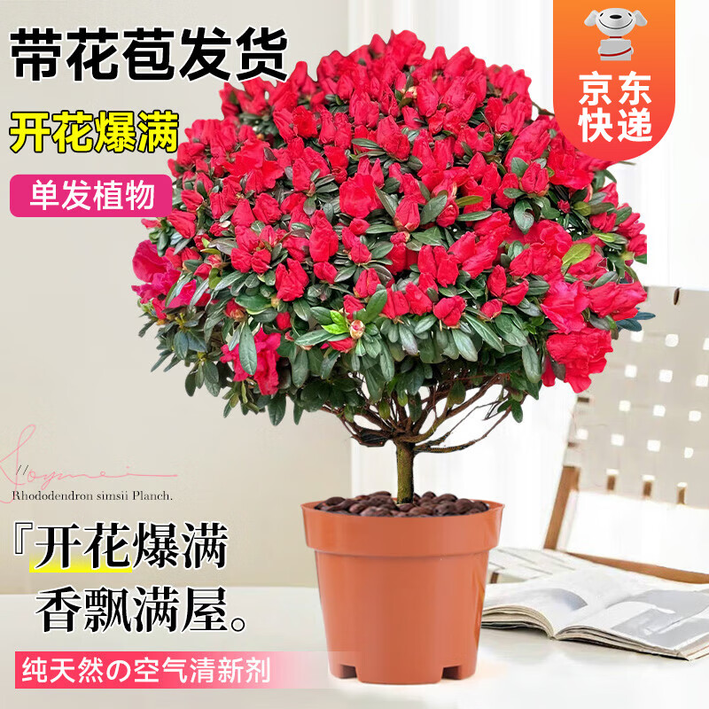 移动端、京东百亿补贴：KaiShiguo Plants 开时果 杜鹃花盆栽带花苞发货 桌面名