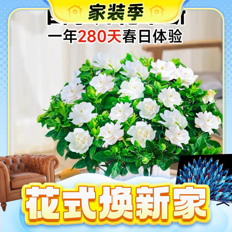 春焕新、家装季：欧根庭 室内植物盆栽 90#栀子花带花苞原盆土+营养液 3.71