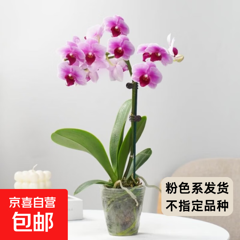 移动端、京东百亿补贴：粉色系蝴蝶兰 盆栽花苗 桌面装饰花卉植物（带花