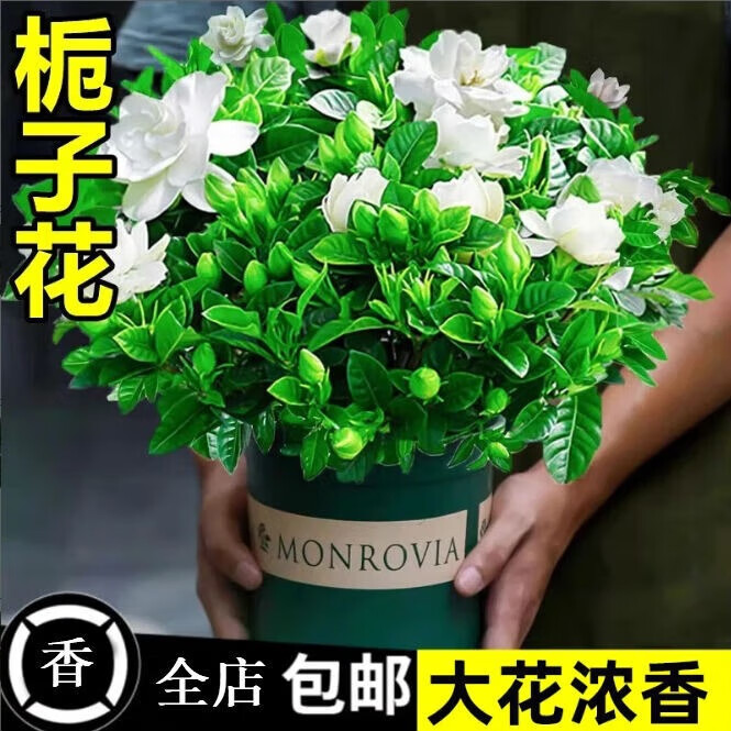 爱你一万年 栀子花盆栽花卉植物室内水培绿植四季好养茉莉花九里香常青好