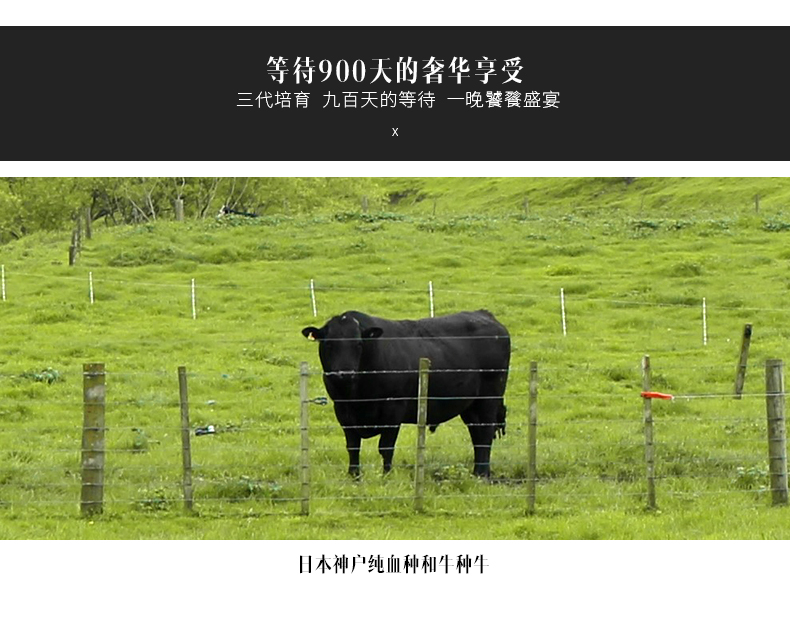 牛肉届的爱马仕谷言日本神户谷饲牛肉500g 119元包邮 天猫 逛丢 实时同步全网折扣 牛肉届的爱马仕谷言日本神户谷饲牛肉500g 119元包邮 天猫 逛丢 实时同步全网折扣