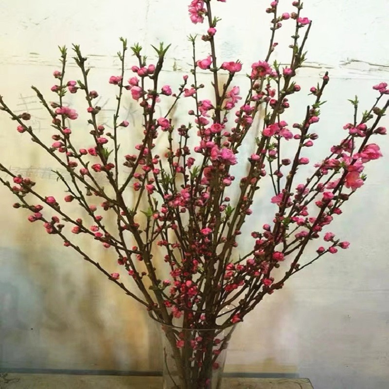 腊八纳福：致荟树 红梅带花苞10枝 80cm 12.9元（需用券）