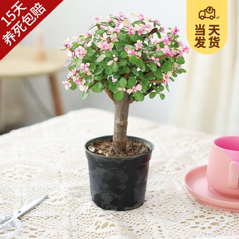 开时果 KaiShiguo Plants 金枝玉叶盆栽带花 精品多肉植物花卉绿植盆景源头直发