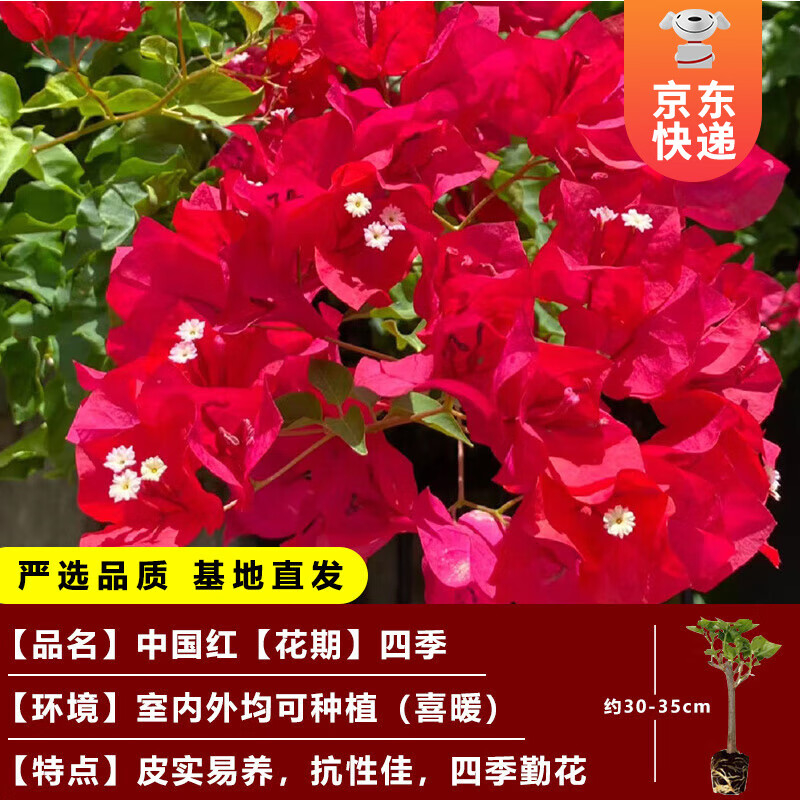 移动端：KaiShiguo Plants 开时果 三角梅盆栽花苗四季开花 中国红（原盆原土发