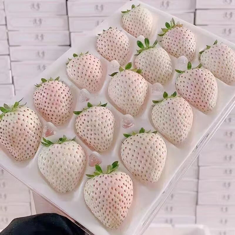 曲迪 淡雪草莓 500g 1盒装+ 淡雪草莓 49元（需用券）