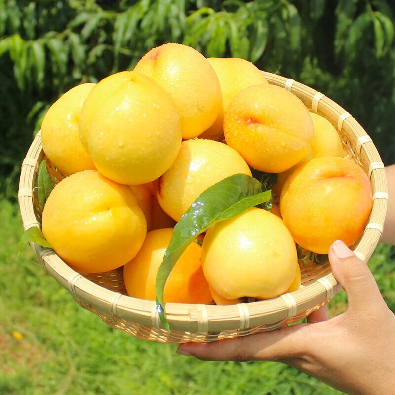 鲁禧山东蒙阴黄金油桃黄肉黄心桃子新鲜脆甜油桃时令生鲜水果5斤装单