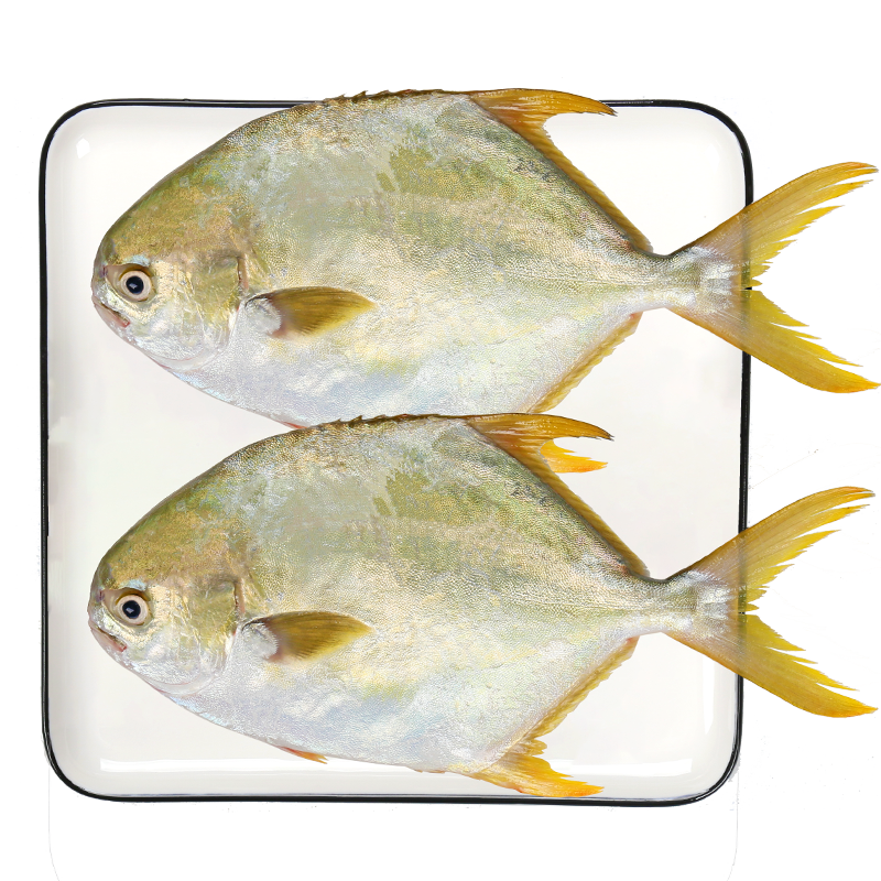 翔泰 海南金鲳鱼净重900g 2条装 75.33元（需领券，合25.11元/件）