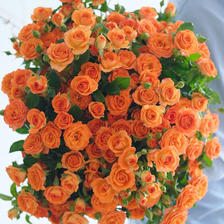 春焕新、家装季：玫致 鲜花 橙色芭比10个花头+保鲜剂 6.8元