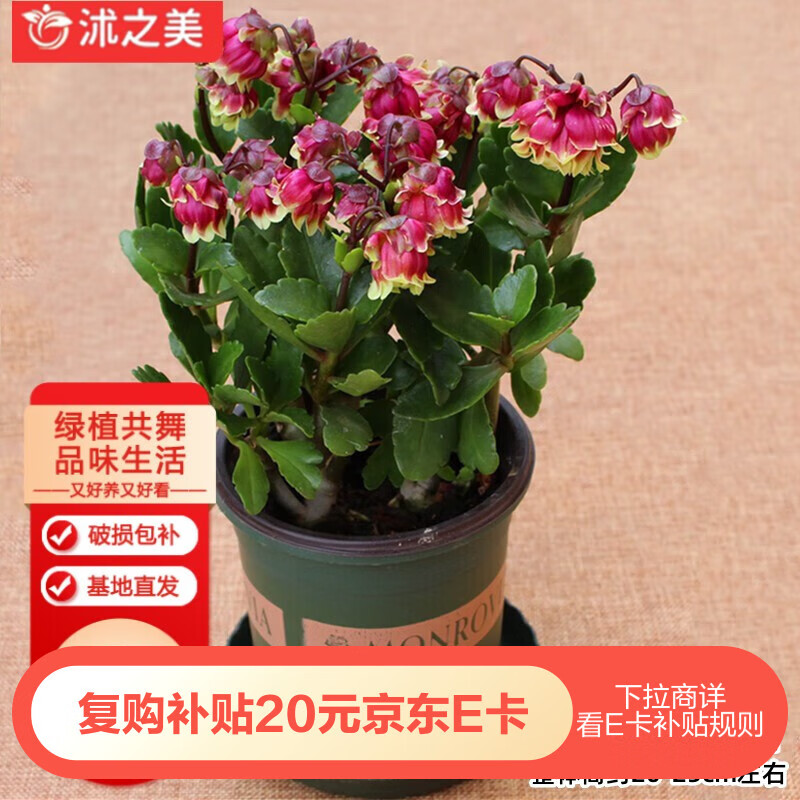 沭之美 宫灯长寿花 0.5加仑盆 树之美长寿花 3.9元(需用券)