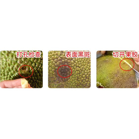 海南三亚 黄肉菠萝蜜 新鲜水果 手撕整果 净重17-21斤 中果 49.9元 包邮