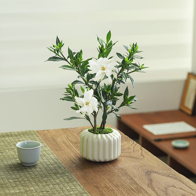 八芽 小叶栀子花盆栽开花植物室内桌面茶几好养花卉绿植办公室净化空气 小叶栀子花-陶瓷竖纹盆 带盆栽好 8.7元 - 线报酷