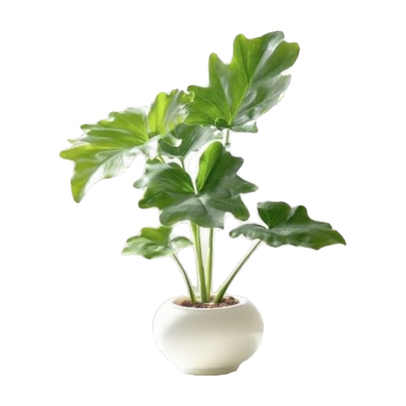 精品小春羽桌面盆栽 1套 6.8元(需领券)