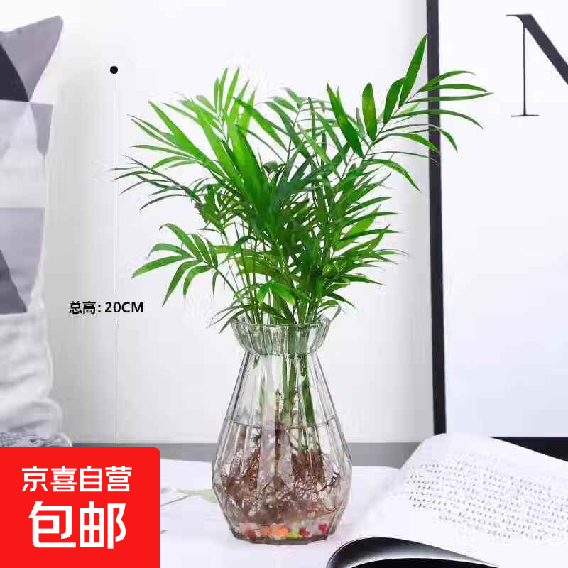 水培袖珍椰子20-25厘米+白钻玻璃 8.5元(需领券)