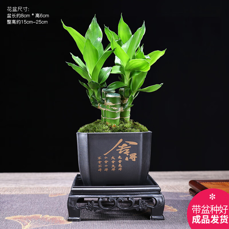 幼薇 富贵竹室内植物节高桌面绿植带根好养步高花卉文昌竹客厅盆栽 富贵