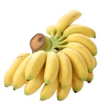 plus会员:集年鲜 广西香蕉小米蕉 5斤 11.22元包邮