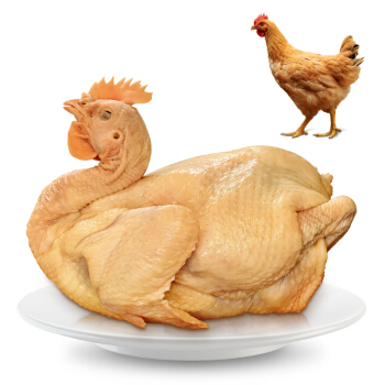 WENS 温氏 供港矮脚黄鸡 800g 高品质供港鸡 农家散养土鸡 土鸡走地鸡 散养130天以上 23.9元