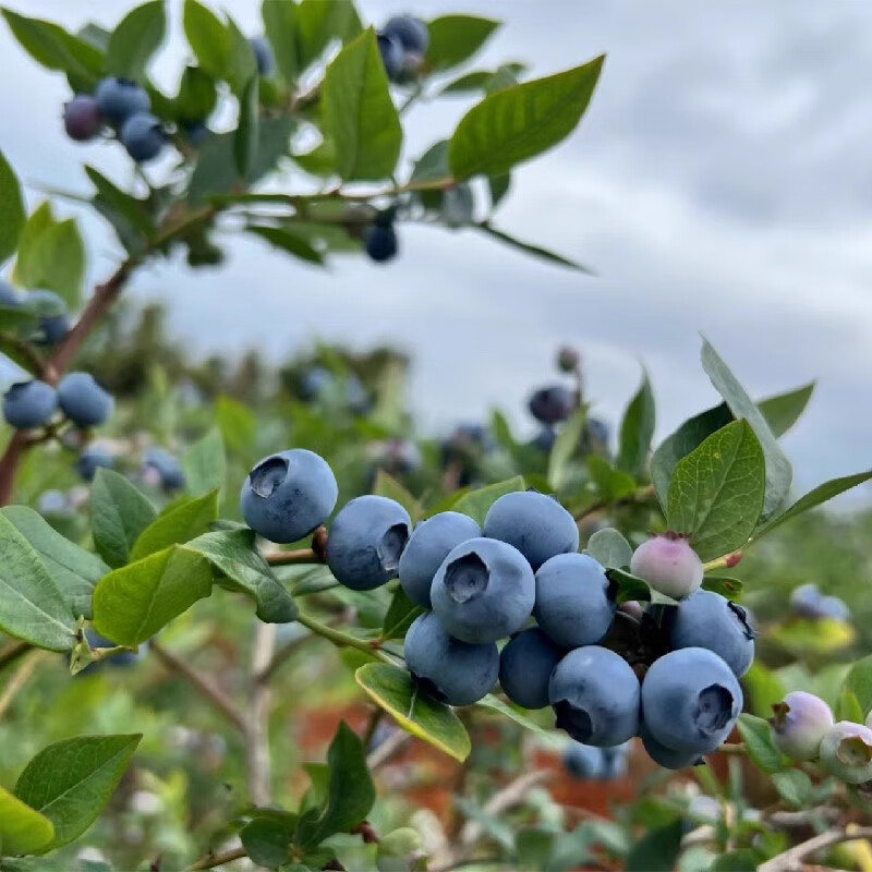 呈鲜菓农 国产蓝莓 新鲜大果蓝莓 当季时令水果生鲜 送 精选果经约15-18mm 4