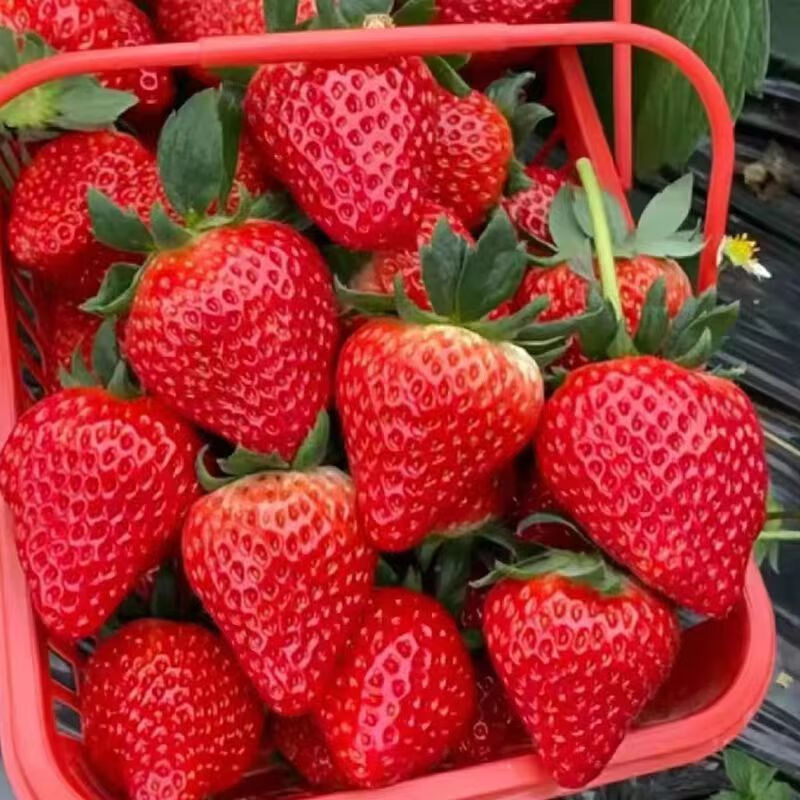 蜜企味 限时秒杀！ 红颜99草莓 3斤 单果13-25克(拍2份合并发6斤) 33元（需买2