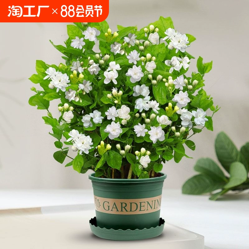 两草三花 重瓣茉莉花盆栽室内四季开花 ￥2.22