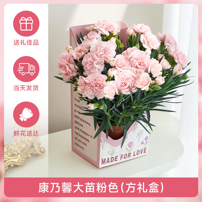 母亲节好礼、家装季：爱你一万年 【带花苞】康乃馨粉色（礼盒） 15.8元包邮