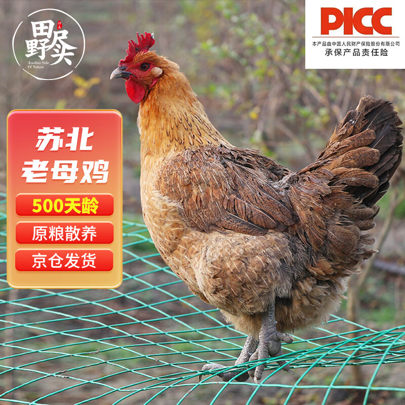 田野尽头 老母鸡1kg 500天散养土鸡肉溜达鸡 36.57元（需买3件，共109.71元）